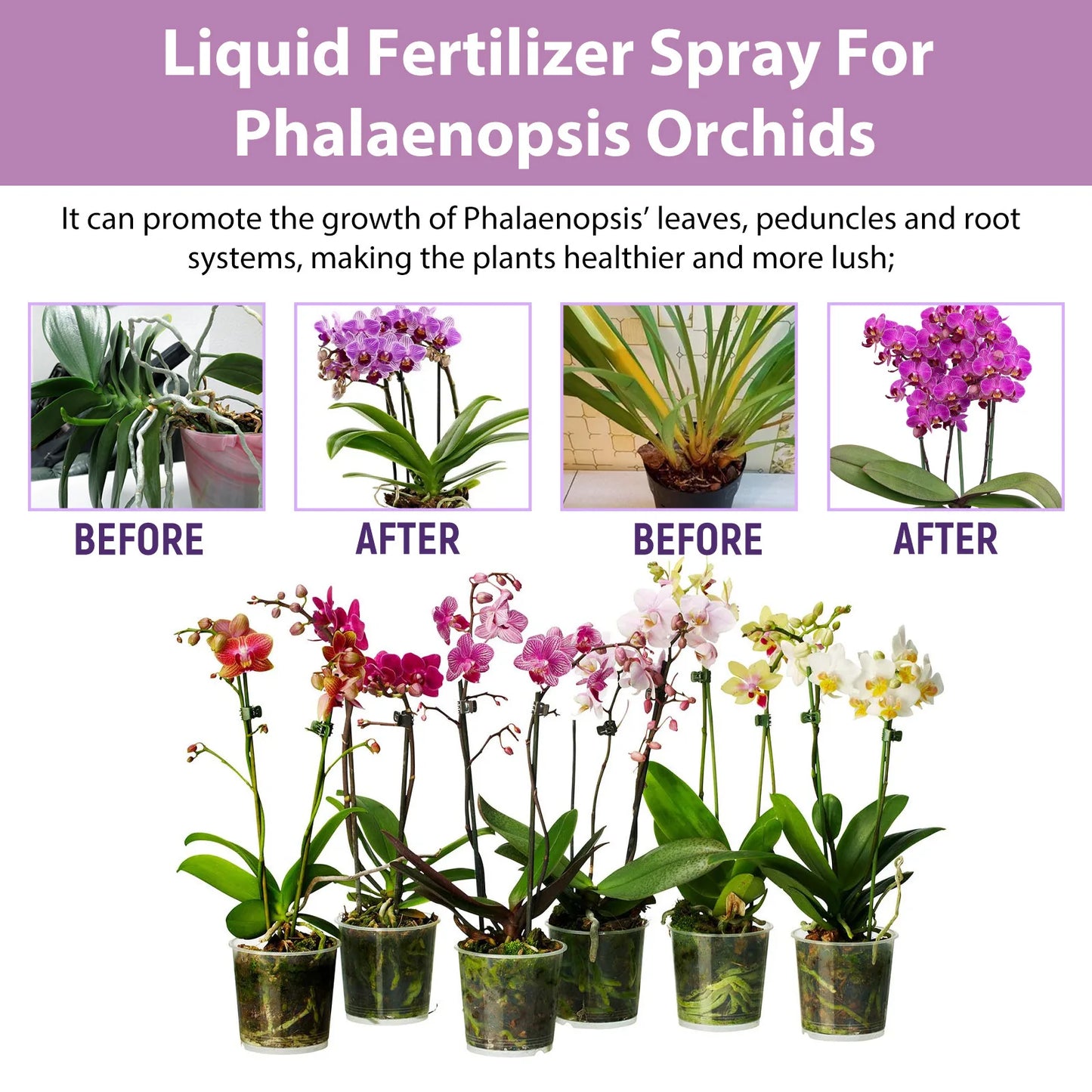 MoonSpry Orchid Bloom Booster - Professional Fertilizer Spray for Abundant Blooms & Leaf Growth. Nutrient-Rich Misting Supplies
